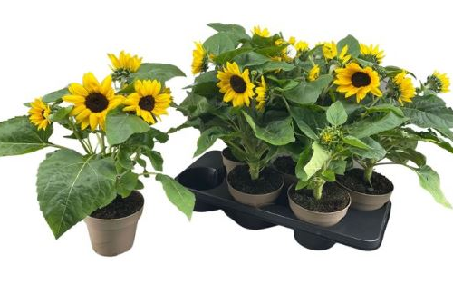 Girasol Sunray Yellow en maceta, 35 cm, lote de 6 plantas, Planta