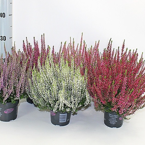 Bruyère commune Calluna vulgaris Garden Girls Mix, 10 plantes, Plante de 17 cm de haut