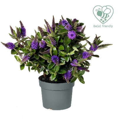 Hebe Anna roxa, lote de 10 plantas, Planta de 20 cm de altura
