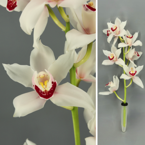 Orquídea Cymbidium Mini Angel Sue de pétalas brancas com labelo bordô e centro amarelo, apresentada num tubo de vidro transparente.