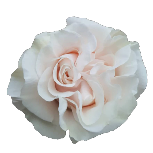 Rose de Jardin Cotton X-Pression blanche, lot de 25 tiges, Fleur fraîche de 70 cm de long