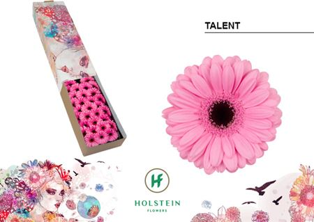 Gerbera Mini Talent (Box), 45 cm luzeko lore freskoa, 60 zurtoineko sorta