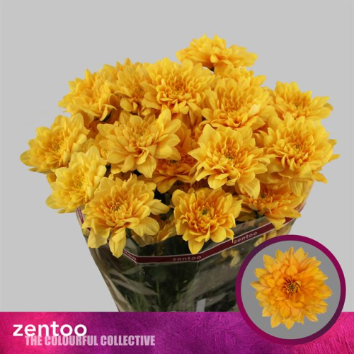 Crisantemo Pastela Orange