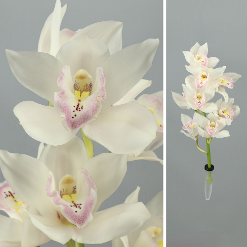 Orquídeas cymbidium mini brancas com labelo rosa e amarelo, apresentadas em pequeno ramo com tubo de água.