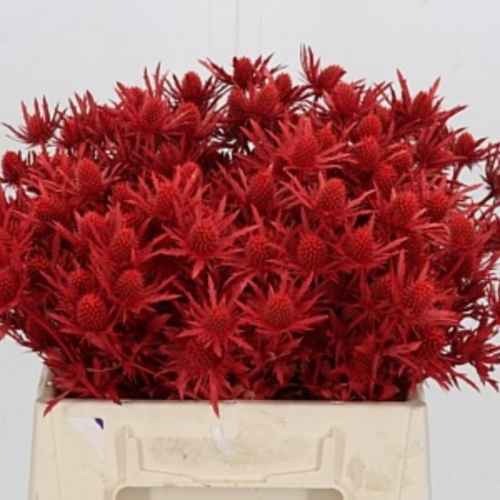 Ramo de 10 Eryngium Vermelho, Flor fresca de 40 cm de comprimento, 10 hastes