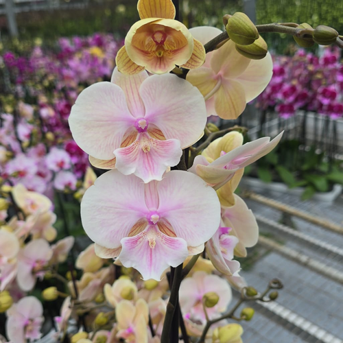 Phalaenopsis Zosia tximeleta-orkidea arrosa, landare 1, 65 cm garaiko landarea