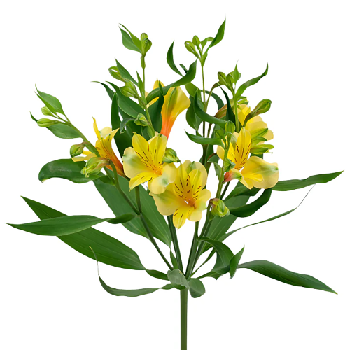 Ramo de 20 Alstroemerias Amarillas Florinca Sola (Astromelia), Flor fresca de 65 cm de largo, 20 tallos