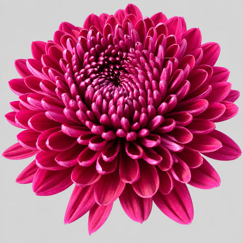 Gaviria krisantemo uniflora morea, 20 zurtoin, 70 cm (Chrysanthemum), Lore freskoa