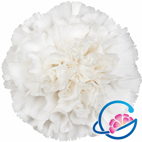 Primeiro plano dun cravo branco con pétalos densamente rizados e un pequeno logotipo floral na esquina inferior dereita; variedade de flor grande e redondeada, non mini.