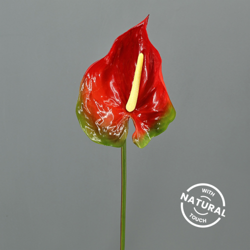 Anthurium Famous taronja, Flor fresca de 50-60 cm de llarg