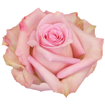 Ramo de 25 rosas rosadas Star Fish, Flor fresca de 50 cm de longo, 25 talos