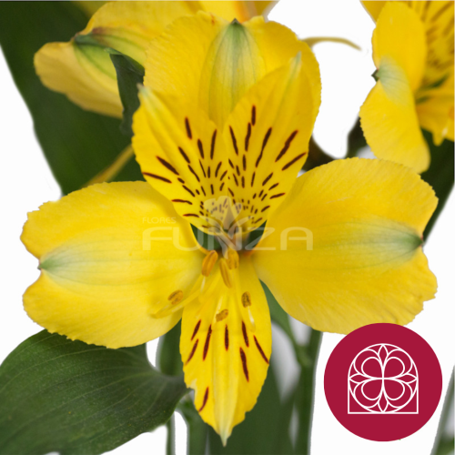 Alstroemeria Voyager Select, Flor fresca de 70 cm de largo, ramo de 40 tallos