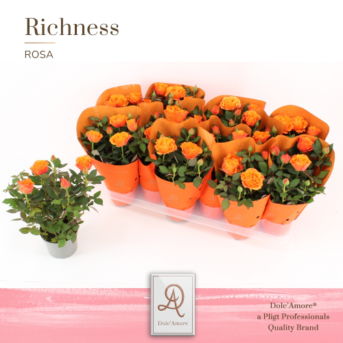 Rosal Impala Kordana Grande (Dolc'Amore), Plante de 25 cm de haut, lot de 12 unités