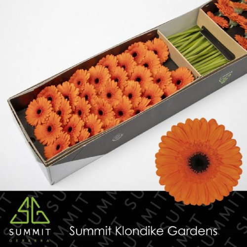 Caramba gerbera mini laranjak, 60 zurtoin, 45 cm luzeko lore freskoa