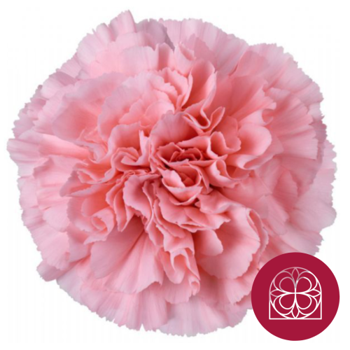 Clavel Damina Fancy, Fleur fraîche de 60 cm de long, bouquet de 40 tiges
