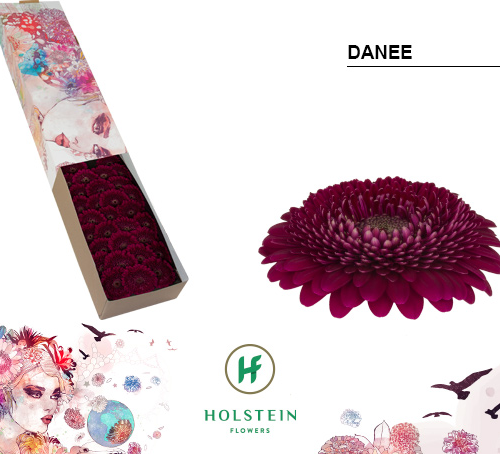 60 Danee Gerbera Mini More Kutxa, 45 cm luzeko lore freskoa, 60 zurtoineko sorta