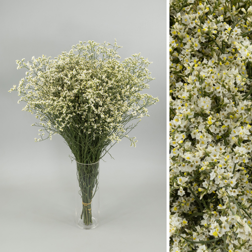 Limonium China White, Flor fresca de 70 cm de llarg, ram de 25 tiges