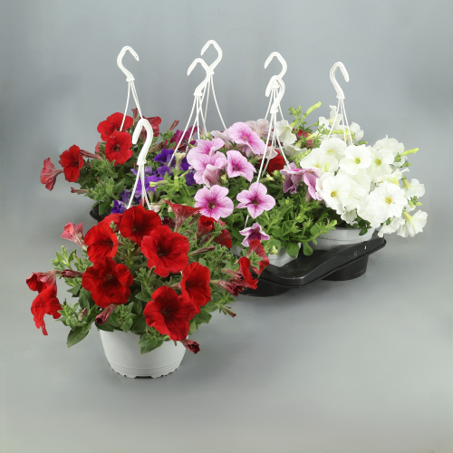 Surfinia Colgante Mixta, Planta de 35 cm de alto, pack de 6 uds