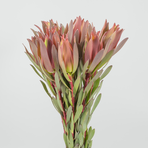 Manojo de Leucodendron Highlight con brácteas rosadas y verdes y hojas largas, dispuesto en vertical sobre fondo gris claro.