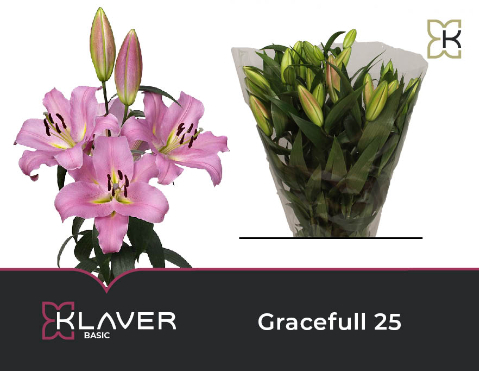 Ramo de 20 Lírios Cor-de-rosa Gracefull, Flor fresca de 80 cm de comprimento, 20 hastes