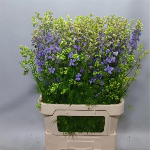 Caisse de Delphiniums Consolida Lavande Qis Violet, Fleur fraîche, 80 ou 100 unités de 90-100 cm