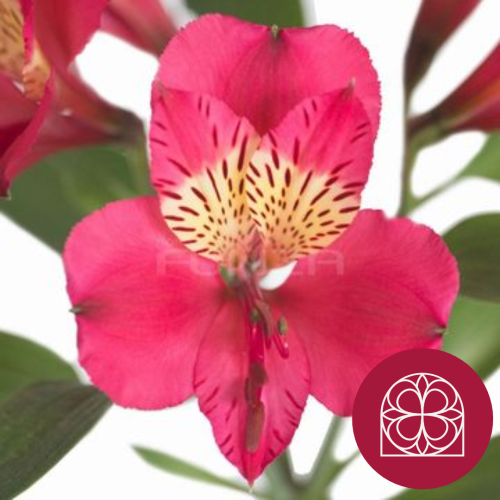 Alstroemeria Navarro SuperSelect, Flor fresca de 80 cm de llarg, ram de 30 tiges
