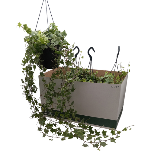 Lierre Mint Kolibri Panaché, Plante de 80 cm de haut, lot de 4 unités