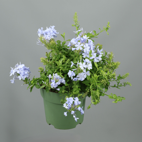 Plumbago Azul (Jazmín Azul) en Maceta, Planta de 45 cm de alto, pack de 2 uds
