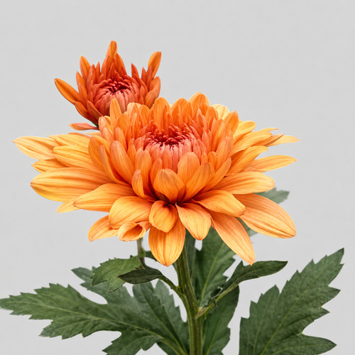 Chrysanthème uniflore Kirby bronze, lot de 20 tiges de 70 cm (Chrysanthemum), Fleur fraîche