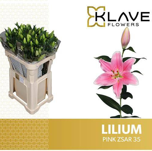 Pink Zsar lilium arrosa, 10 zurtoineko lotea, 70 cm luzeko lore freskoa