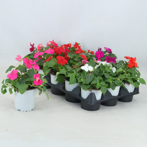 Impatiens Alegría, Plante de 25 cm de haut, lot de 12 unités