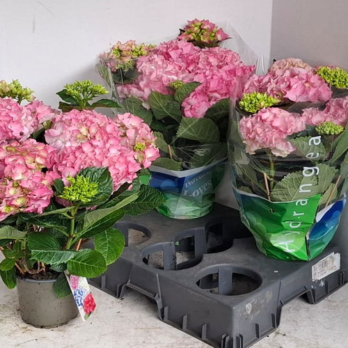 Hortensia Rosita, Planta de 40 cm de alto