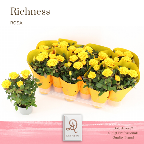 Rosal Sunflare Kordana (Dolc'Amore), Plante de 25 cm de haut, lot de 12 unités