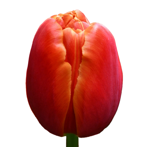 Tulipas duplas laranja Icoon (Tulipa), 50 hastes, Flor fresca de 46 cm de comprimento
