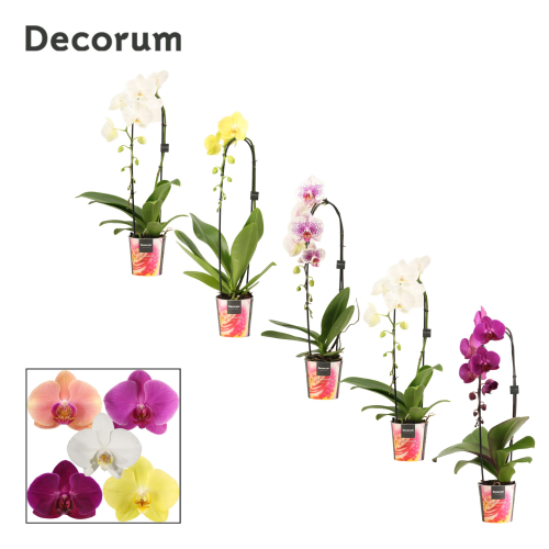 Phalaenopsis Cascade Mix orkidea tximeleta, 6 landareko lotea, 45 cm garaiko landarea