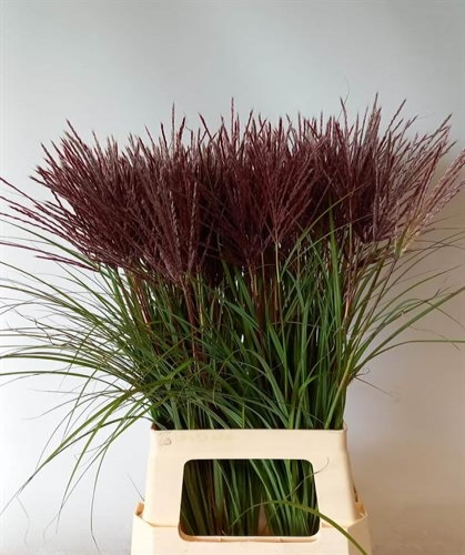Miscanthus Overig granates, 100 cm (50 uds)