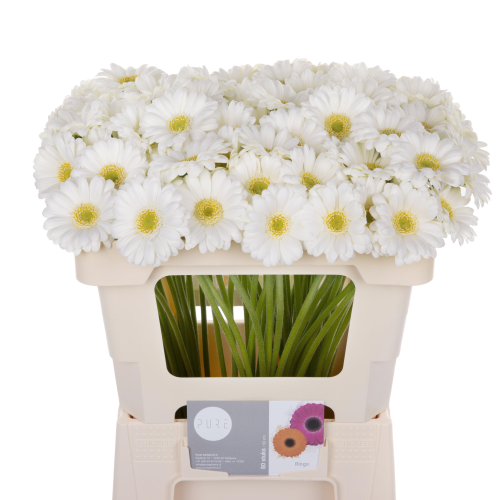 Gerbera Mini Samba (Box), 45 cm luzeko lore freskoa, 60 zurtoineko sorta
