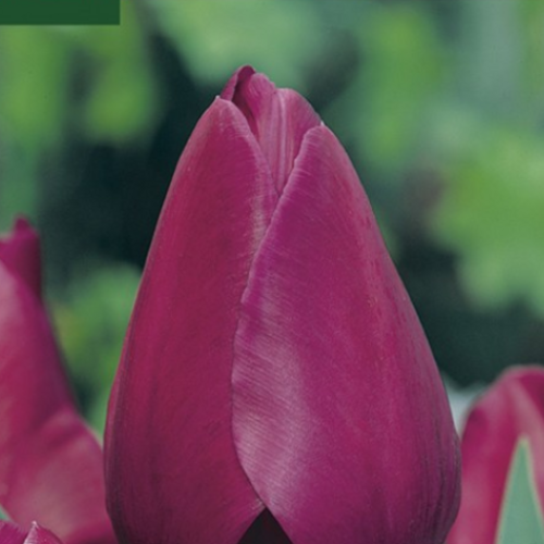 Bulbo Tulipan Negrita Mascarell