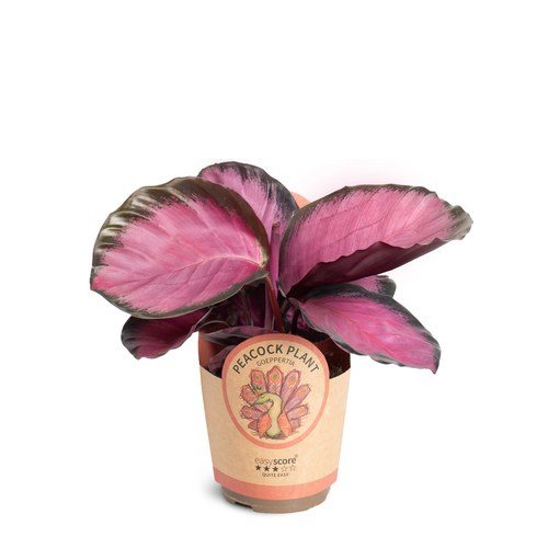 Calathea roseopicta Rosy rosa, lot de 9 plantes, Planta de 25 cm d'alçada
