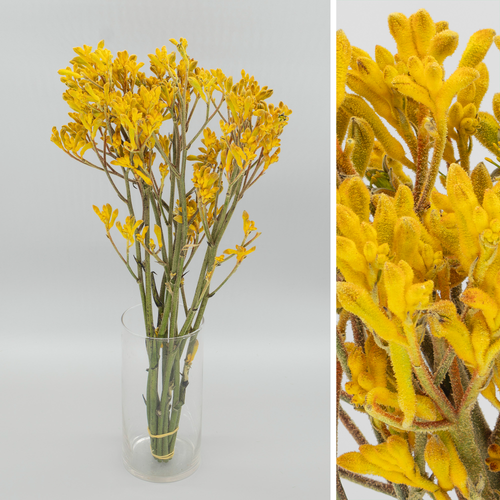 Anigozanthos Yellow Gem, Flor fresca, 10 o 20 uds de 50-60 cm
