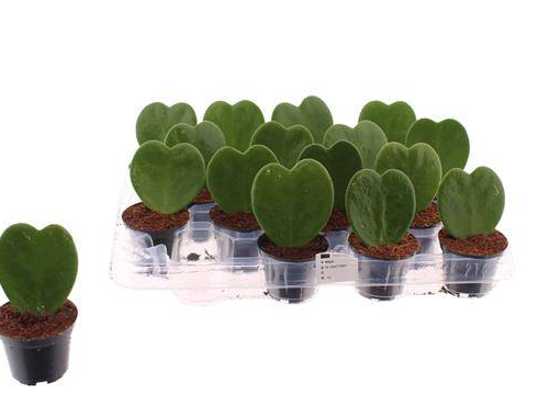 Hoya Kerri, Plante de 13 cm de haut, lot de 16 unités