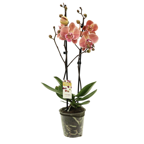 Phalaenopsis 2T Nina, 55 cm garaiko landarea