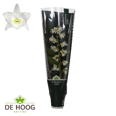 Orquídea Dendrobium nobile Star Class Apollon blanca, 6 plantas, Planta de 60 cm de alto