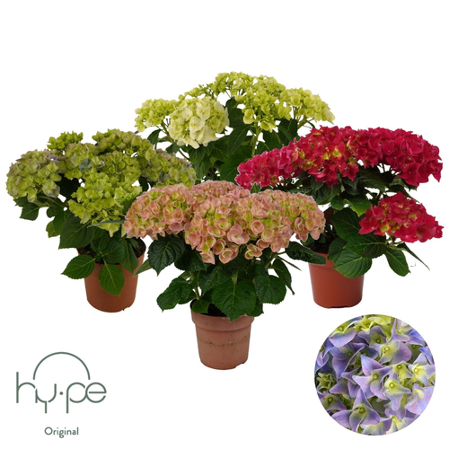 Hydrangea Mophead Mix 5F+, Plante de 40 cm de haut, lot de 6 unités