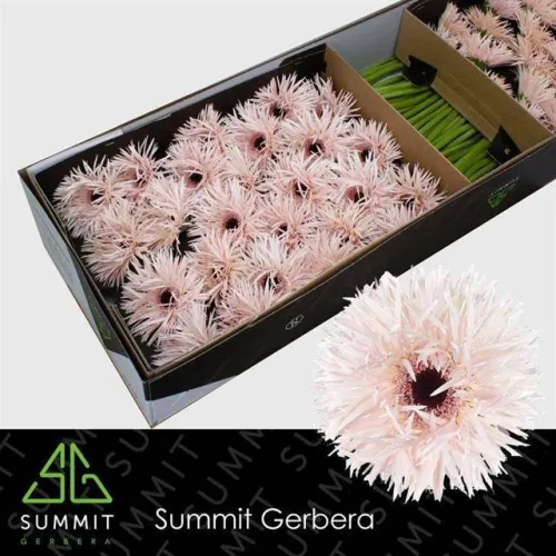 Cream Springs gerbera arrosa argia, 50 zurtoineko sorta, 45 cm luzeko lore freskoa