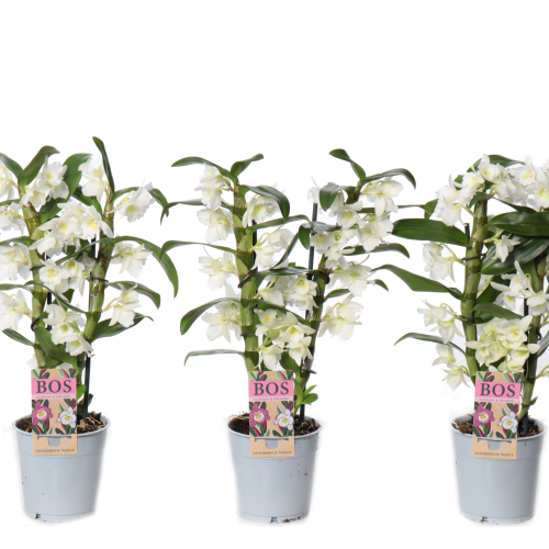 Orquídea Dendrobium Spring Dream ‘Apollon’ blanca, 6 plantas, Planta de 40 cm de alto