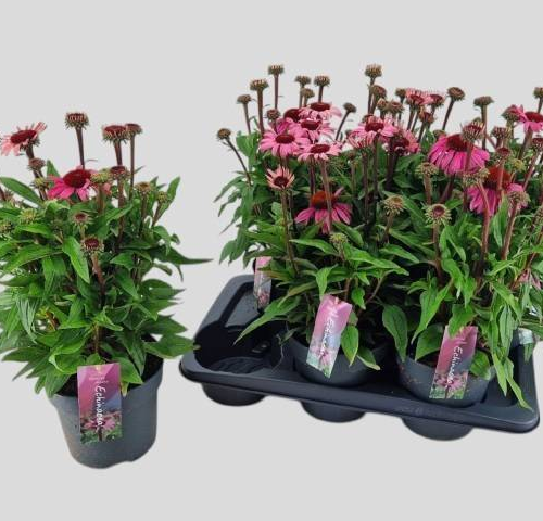 Echinacea Purpurea Courage fucsia (equinácea), Planta de 50 cm de alto, pack de 6 uds