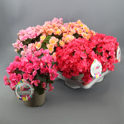 Begonia Eternal en Maceta (Colores Variados), Planta de 35 cm de alto, pack de 6 uds