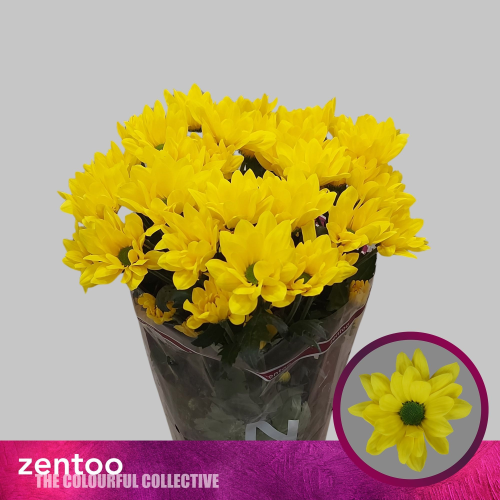 Ramo de 20 Crisantemos Santini Felicitas (Chrysanthemum), Flor fresca de 70 cm de largo, 20 tallos
