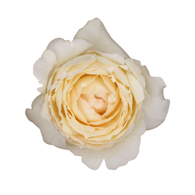 Ramo de 12 rosas de xardín Cream Yves Piaget crema de 50 cm, Flor fresca, 12 talos